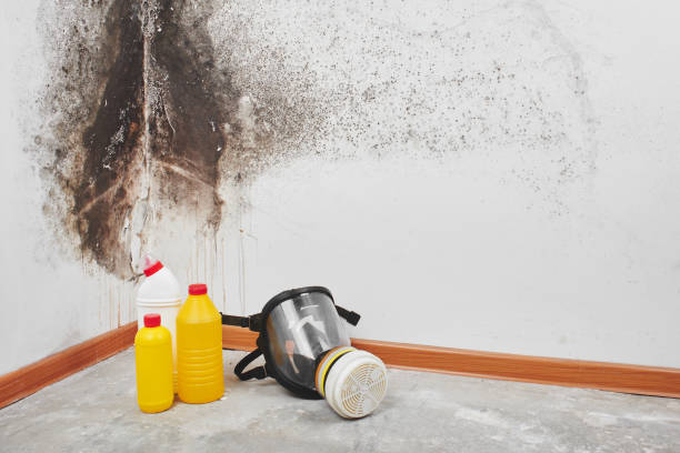 Best Local Mold Removal Service  in Moline, IL