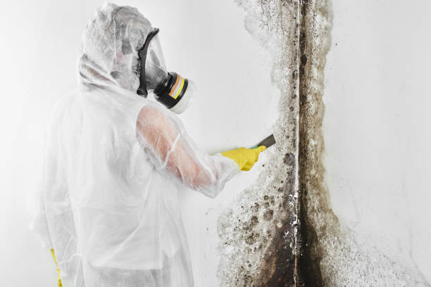 Mold Removal Process in Moline, IL
