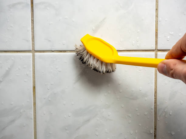 Best Black Mold Removal  in Moline, IL