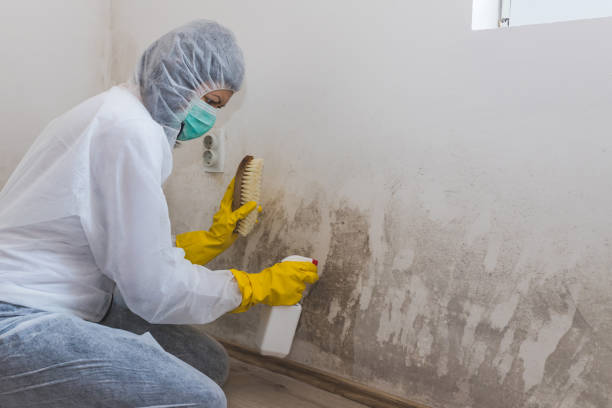 Best Mold Removal Company Near Me  in Moline, IL