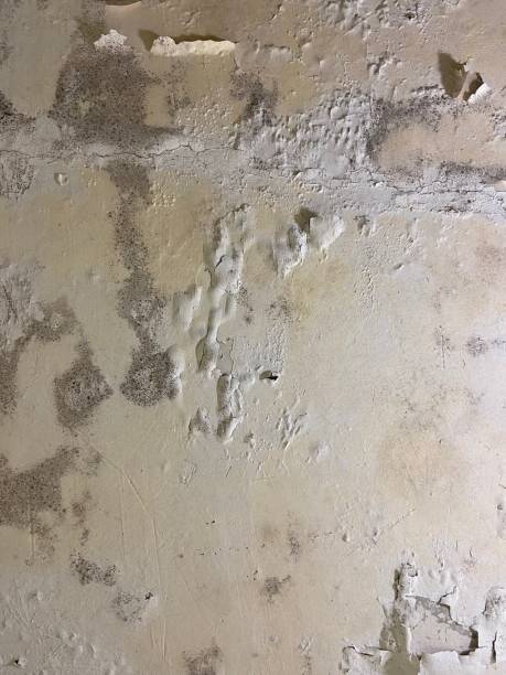 Reliable Moline, IL Mold Removal Solutions