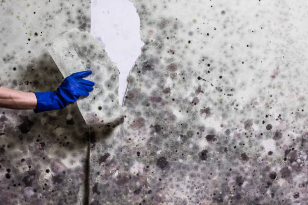 Best Mold Damage Repair  in Moline, IL