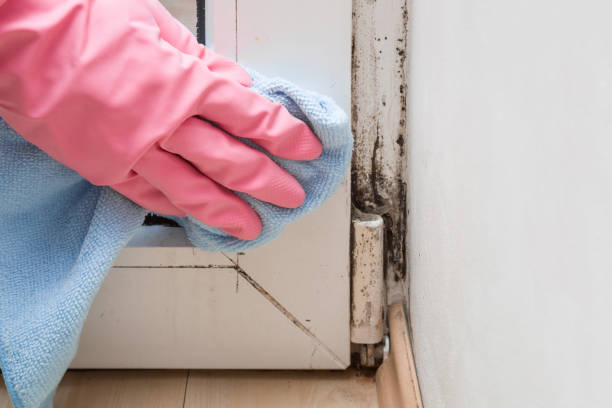 Best Mold Removal Process  in Moline, IL