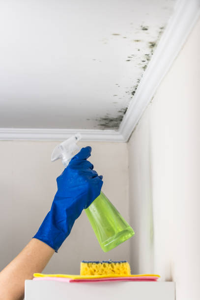 Best Mold Testing and Removal  in Moline, IL
