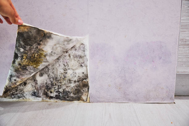 Crawl Space Mold Removal in Moline, IL
